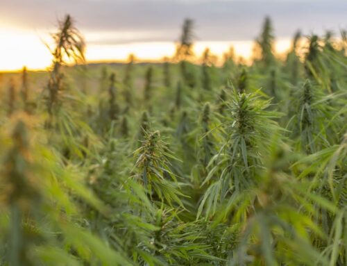 Colorado AG bans ex-cannabis seller in Weld from industry