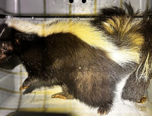 Police capture skunk at Kakaako Waterfront Park