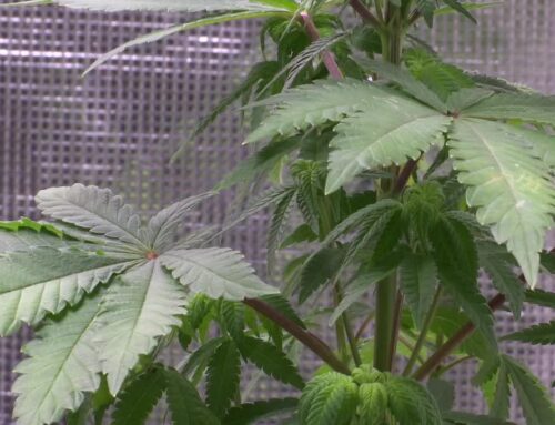 Olmsted County cannabis microbusiness applications open