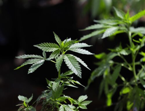 Maine won’t require medical cannabis to be tested for contaminants this year