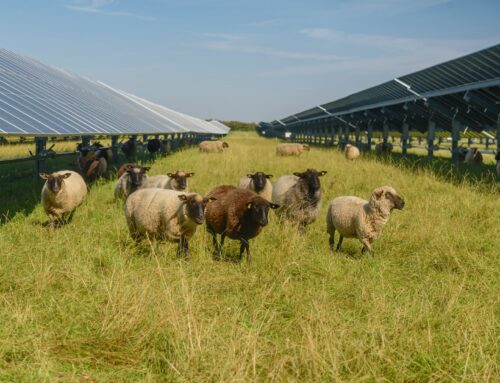 Experts uncover unexpected benefits of combining solar panels with livestock: ‘Enough …