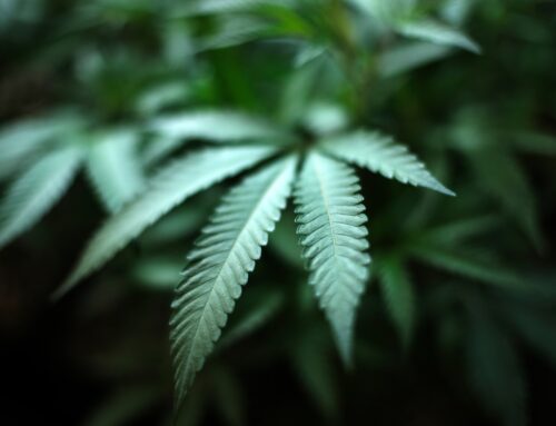 Recall announced on some cannabis products sold in NY state