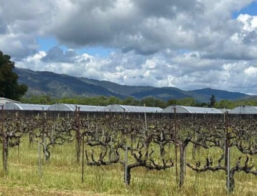 How to tell if a cannabis grow in Mendocino County is licensed – MendoFever