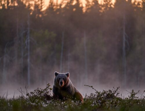 Bears, in Romania coexistence becomes complicated