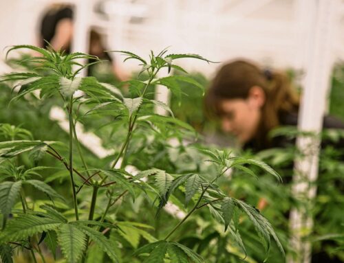 Ohio’s cannabis crossroads – finding a responsible balance for reforms: Fawad Taj