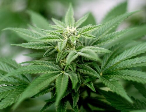 Riverside allows cannabis sales downtown, midtown