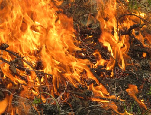 Why Michigan lights wildland fires on purpose in its rarest natural habitats