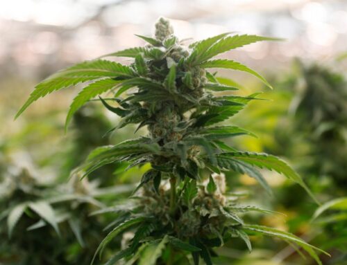 Humboldt County Board of Supervisors take a look at cannabis grants