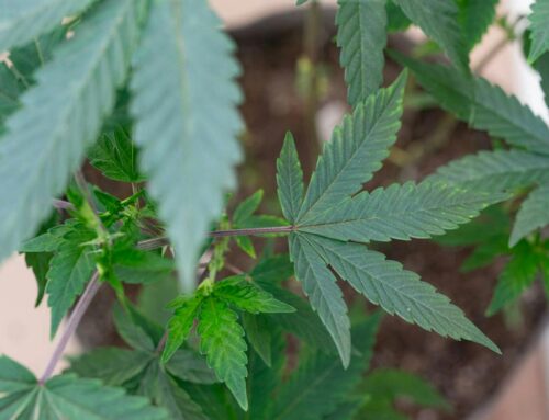 Minnesota issues first cannabis license