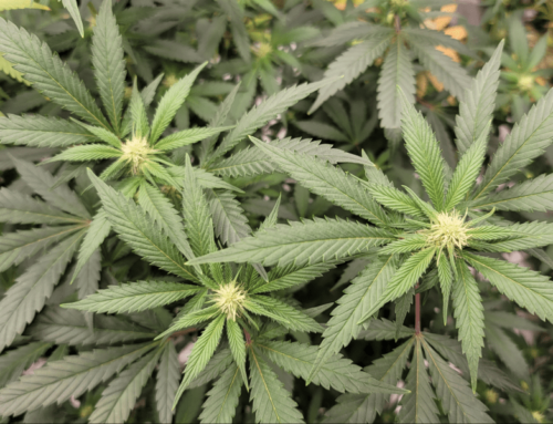 Massachusetts Cannabis Control Commission Is Short On Members As It Works To Tackle Social