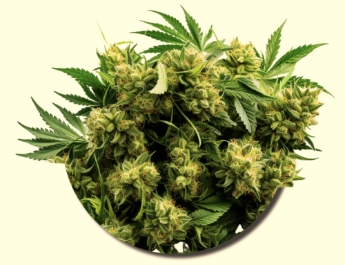 Montana Governor Vetoes Proposal for Tribes to Enter Cannabis Compacts
