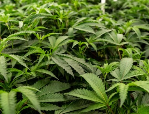 Hemp businesses sue Maryland over cannabis licensing, seized products