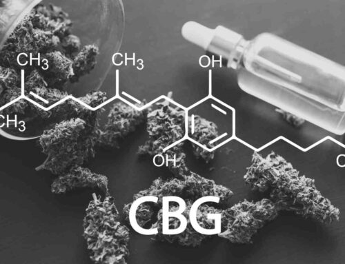 Culture Council: The Cannabinoid That Isn’t THC or CBD: What Businesses Can Do to Prepare