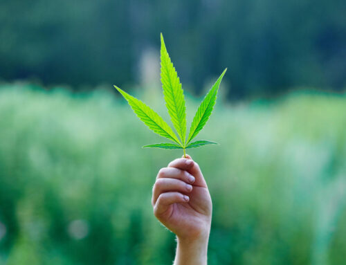 Cannabis Use Doubles Risk of Heart Death, Landmark Study Finds