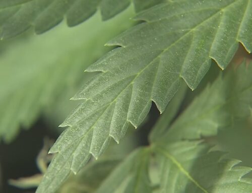 New York State releases report tracking cannabis use across the state