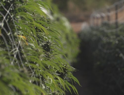 California cannabis tax increase takes effect July 1