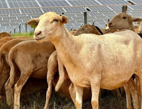 New Agrivoltaic Showcases Sheep And Honeybees