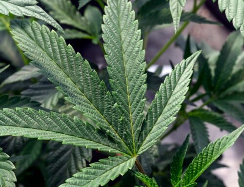 Cannabis use linked to a doubled risk of heart disease death, new study finds