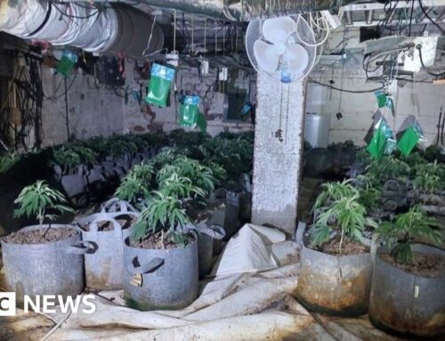 Arrest in Rowley Regis as hundreds of cannabis plants seized