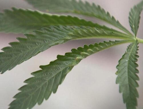 Rock Island considers new cannabis regulations
