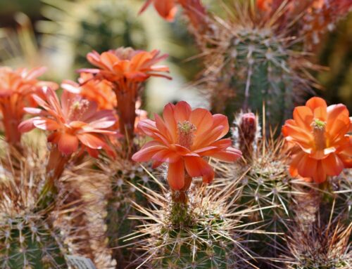 Rare environmental extremes can support biodiversity, challenging stability-focused models