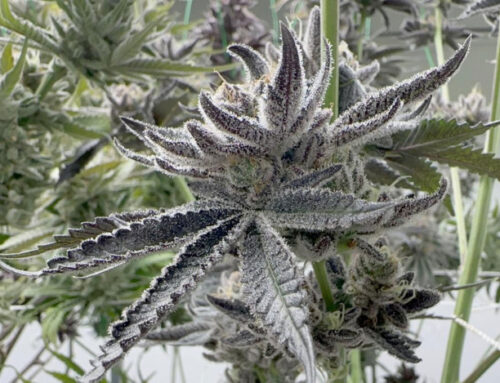 Cannabis dreams go up in smoke
