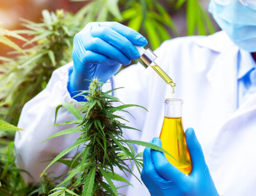 Cannabis extract proves to be highly effective at killing mosquitoes