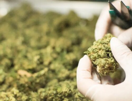 Tilray Brands Subsidiary is First Company in Italy Approved to Distribute Medical Cannabis