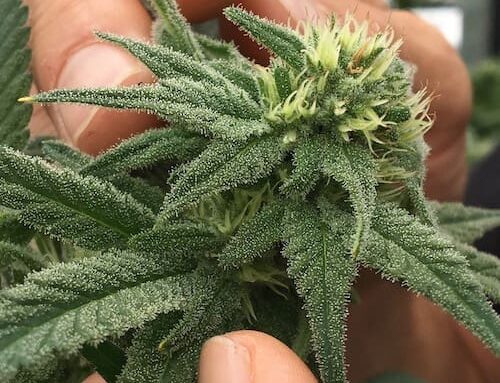 County Sheriff’s Cannabis Enforcement Team Is Disbanded