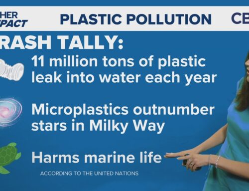 It’s World Environment Day! Here’s how you can help the Earth