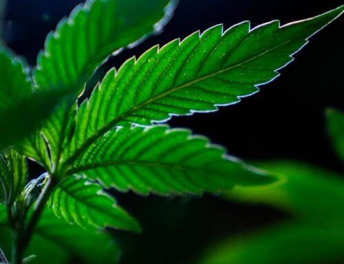 Oregon Gov. Kotek signs 16 new bills into law covering cannabis, housing, worker rights