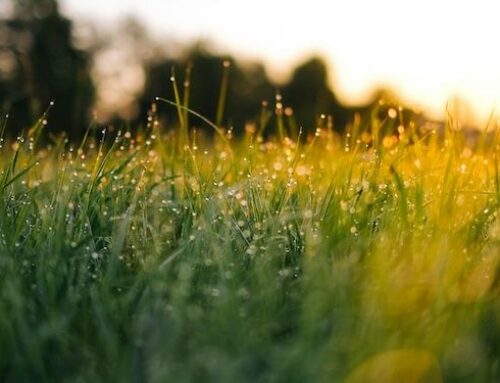 7 Inspiring Books About Nature and the Environment