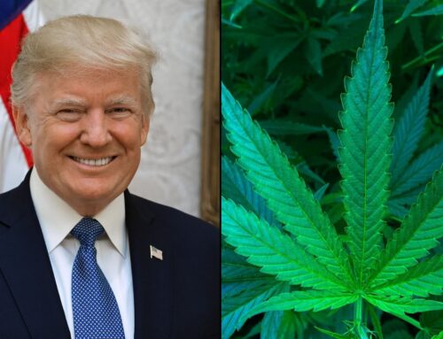 Most Marijuana Consumers Oppose Trump’s Cannabis Actions So Far, But Rescheduling Or Legal