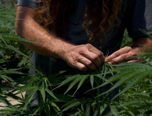 Texas could soon ban THC products. The state’s booming cannabis industry is fighting back