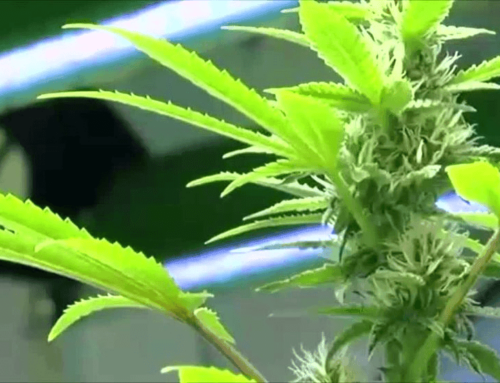 Nebraska grapples with cannabis regulations amid funding challenges