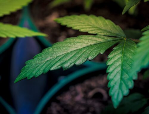 Pennsylvania governor keeps pushing to legalize cannabis amid GOP opposition (Newsletter:
