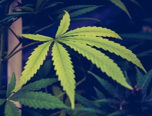 Marijuana Market Incentives May Reducing Biodiversity In The Plant, Causing A ‘Bottlenecki
