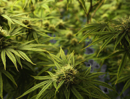 Plainfield City Council Rejects Cannabis Consumption Lounge, Approves Cultivation Business