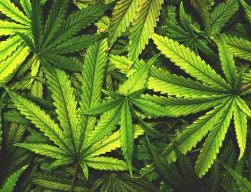 $500K in Grants Derived from Jersey City Cannabis Businesses Going to Youth Focused Organi
