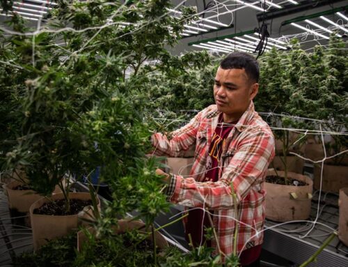 Why new cannabis companies face high barriers to entry