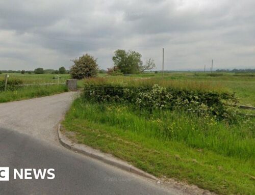 Sheep to graze under solar panels in Preston green energy scheme