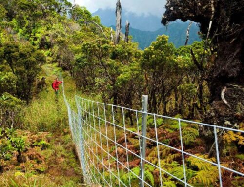 Kaua’i conservation leaders hope Hawaiʻi’s new Green Fee will prioritize environmental ini