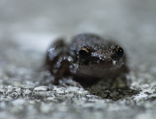 How frogs can tell us about our environment on the Gulf Coast