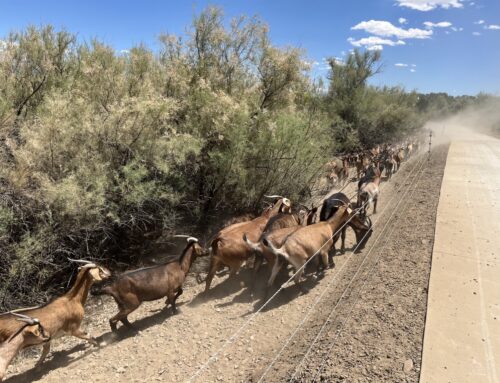 Herd mentality: Goats deployed by some Colorado cities for better environmental results