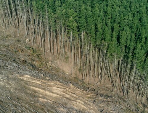 Going Paperless: The Environmental Tradeoffs