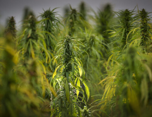 NC’s governor signs executive order establishing new advisory council on cannabis