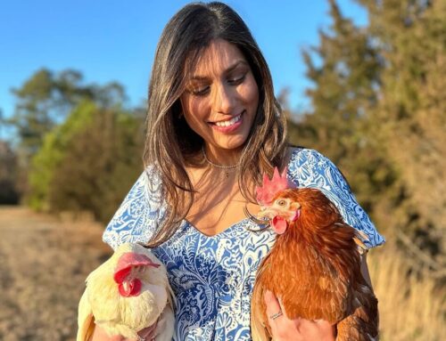 Hen breeds vary in their ability to adapt to cage-free environments