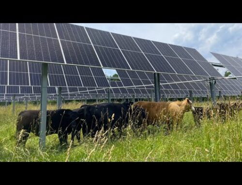 BlueWave Advances Agrivoltaics In Massachusetts, Blending Solar Energy With Farming To Sup