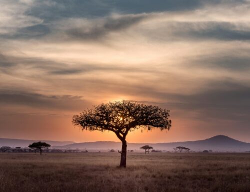 Ten LPs investing in African impact funds