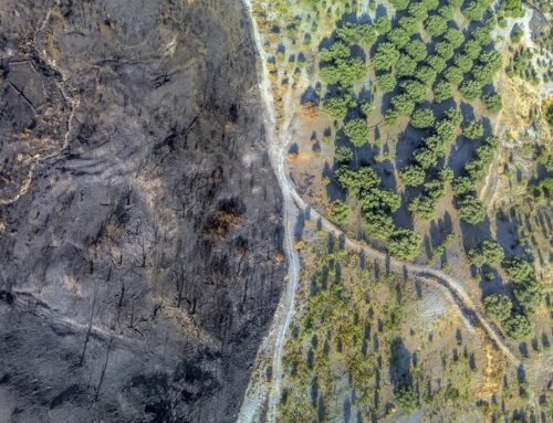 Europe’s land carbon sink declines, but its potential stays high